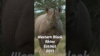 5 Animals That Have Gone Extinct In The Last 50 Years animals facts shorts love wildlife [upl. by Zug]