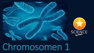 chromosomen 1 [upl. by Feodore]