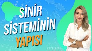 Sinir Sisteminin Yapısı  Seda Hoca Biyoloji  1 Ders  sedahocabiyoloji ayt2024 [upl. by Girish501]