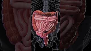 Constipation  3d animation meded anatomy 3dmodel [upl. by Enerahs]