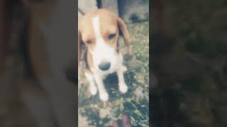 Beagle dog 😘doglover comedy [upl. by Moses977]