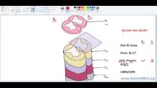 Spinal Pathways MADE SUPER EASY3 Final [upl. by Pesvoh]