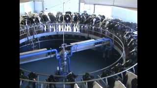 SAT Hermanos Esparza  DeLaval VMS  DeLaval Automated Milking Solutions  DeLaval [upl. by Burck]