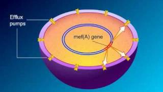 Macrolides Mechanisms of Action and Resistance [upl. by Nivaj]