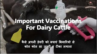 5 most Important Vaccinations For Dairy Cattle which you shouldnt skip for future growth of dairy [upl. by Ibok]