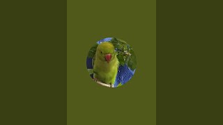 CUTE PARROT  Bhutku and Chutku is live [upl. by Anaderol]