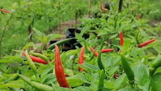 Santai Pagi Di Kebun Fertigasi Cili [upl. by Wilhelm968]