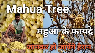 Mahua Tree  Madhuca Logifolia  Benefits of Mahua  महुआ के फायदे  देशी शराब वाला फूल [upl. by Oregolac]