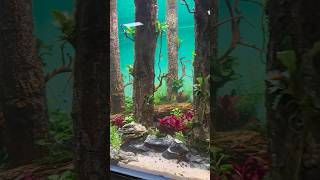 aquascaping aquascape fishaquariumfishtank plantedtank aquariumfreshwateraquarium hardscapes [upl. by Clementine]