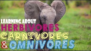 Learning About Herbivores Carnivores and Omnivores [upl. by Roderica574]