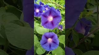 Ipomoea purpurea flower plant [upl. by Anirpas]