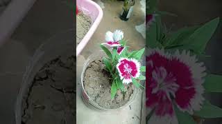 Starting winter plant so beutiful plant ☘️likesharesubscribe [upl. by Pinelli141]