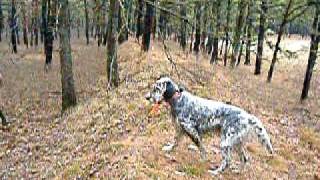 quail hunting in greenwood state forest nj 004 [upl. by Lusty]