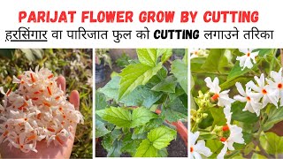 Parijat Plant care and grow by cutting🌱✅🌸 Harshringar plantNightflowering jasmine [upl. by Aigil]