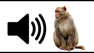 Monkey Noises SFX [upl. by Vipul]