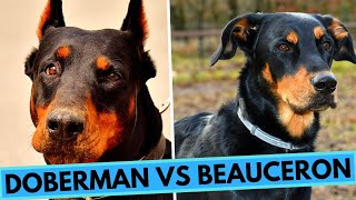 Doberman vs Beauceron Dog Breed Comparison  Differences and Similarities [upl. by Eed]