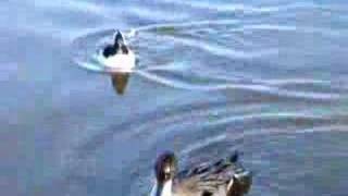 Pintail And Bufflehead Ducks Swimming [upl. by Ulyram]