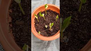 How to grow Cowpea plants from seeds lobiaplant cowpeas plants gardening shorts [upl. by Alol]