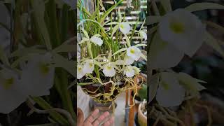 Brassavola tuberculata 😍 Linda [upl. by Htebazile]