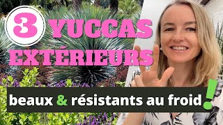 3 beaux YUCCAS EXTERIEURS résistants au froid [upl. by Aivatan]