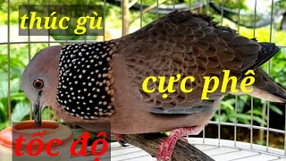 tiếng chim cu gáy hay cực đỉnh nhiều âm điệu gáy gù tốc độ bài bản [upl. by Isleen]