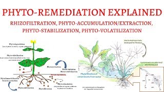 What is PhytoRemediation  Rhizofiltration PhytoExtractionVolatilizationStabilization [upl. by Dream]