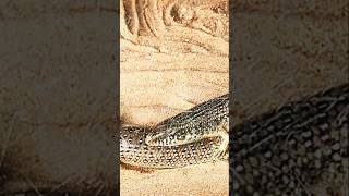 Ocellated Skink Chalcides Ocellatus [upl. by Dunning]