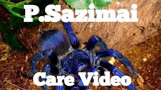 Pterinopelma Sazimai Care Video [upl. by Glimp]