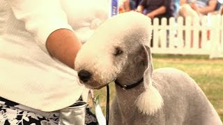 Windsor Dog Show 2015  Terrier group [upl. by Hakim]