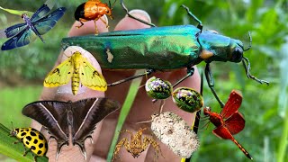 unique rare and amazing hidden gems in naturecatching spiders dragonflies [upl. by Meehyrb]