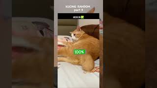 Kucing Random Pt 9 kucing kucingrandom kucingngakak kucinglucu funnycats catlover ytshorts [upl. by Suivat108]