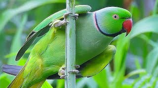 Parrot Sound Videos Compilation [upl. by Aicilat287]