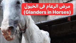 مرض الرعام فى الخيول أسباباعراضتشخيص علاج Glanders in Horses [upl. by Mosier]