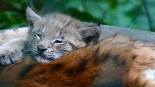 Sleeping Young Eurasian Lynx Lynx lynx Wild Cat Baby Luchs Tiergarten Schönbrunn Zoo Lumix fz82 [upl. by Joappa171]