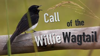 Willie Wagtail Call birds birdsounds [upl. by Aileek]