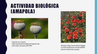 Metabolitos secundarios Alcaloides [upl. by Lachlan]