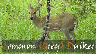 Common Duiker Sylvicapra grimmia Bush Duiker Grey Duiker Kruger Park  Stories Of The Kruger [upl. by Monti202]