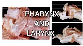 Pharynx and Larynx of Ox Horse Dog and Pig  ANATOMY by Dr Nidhi Gupta  1st Year Lecture [upl. by Acirahs]