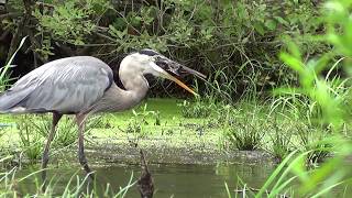 Great Blue Heron Eats Snapping Turtle HQ HD [upl. by Aicatsana]