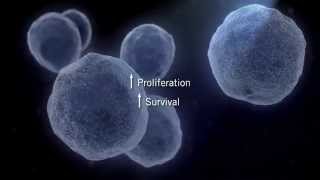 The MAPK Signaling Pathway [upl. by Majka]