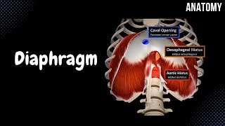 Diaphragm  Origin Points Openings and Coverings [upl. by Tyson]