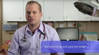 Vet Advice  Should I Spay or Neuter My Dog or Cat [upl. by Huttan778]