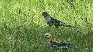 Paleheaded Rosella 37 [upl. by Carmine721]