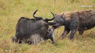 30 Momentos Em Que Hienas Famintas Caçam Sua Próxima Refeição  Animais Selvagens [upl. by Eirlav]