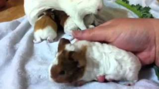 Baby guinea pigs 1 week old [upl. by Veronika]