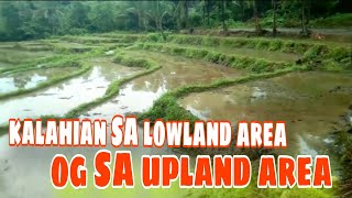 lowland irrigated rice farming versus upland irrigated rice farming in the Philippines [upl. by Truda]