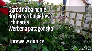 Ogród na balkonie hortensja bukietowa jeżówka werbena patagońska uprawa w donicy lipiec [upl. by Arimas]