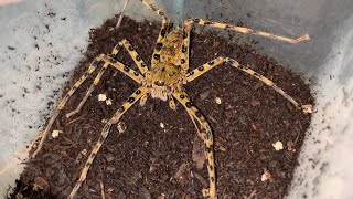 Housing My Heteropoda Boei Huntsman Spider [upl. by Radmilla]