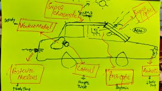 Memorize Hypothalamic Nuclei and their functions in 4 min Easy Mnemonic [upl. by Ayhtin]