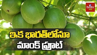 Monk Fruit Successfully Grown on Indian Soil  hmtv Agri [upl. by Bobbe]